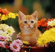 Ginger Kitten And Flowers Desktop Nexus Wallpapers Cute Animals Cute Cats Happy Animals