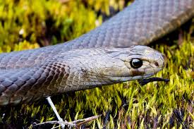 Dugites are native to western australia and are responsible for around 70 per cent of all snake bites reported at perth hospital. Greg Bourke On Twitter Dugite Pseudonaja Affinis A Variable Snake From South Western Australia Venomous But Not Really A Killer One To Remember Steve Irwin And To Appreciate The Great Work Terriirwin Is Doing To Keep Educating Kids Steveirwinday