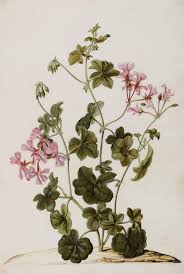 Image result for Pelargonium apetalum