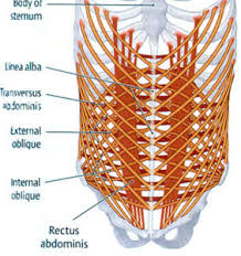 When the lungs expand to take in breath the ribs need to expand as well. Between The Pelvis And The Ribcage The Abdominal Muscles