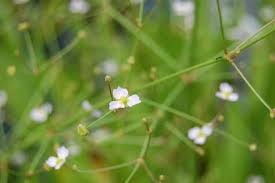 Image result for Alisma plantago-aquatica