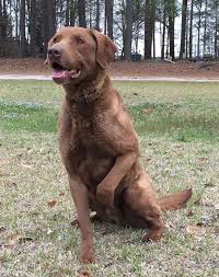 Image result for chesapeake bay retrívr