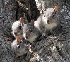 And anyway, for a small creature, terminal velocity is much slower than for humans. Living With Wildlife Tree Squirrels Washington Department Of Fish Wildlife