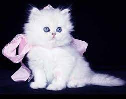 Purchasing a quality rising sun kitten ~ our kittens for sale are vet checked,vaccinated, wormed, tica registered & come with a minnesota board of animal health she has large beautiful rosettes with black trim on a golden back ground. Pin By Linda Wheeler Donahue On Cool Cats Teacup Persian Kittens Cute Cats Teacup Persian Cats