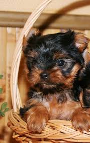 Ozel Tea Cup Yorkshire Terrier Yavrularimiz Ozel Tea Cup Yorkshire Terrier Yavrularimiz Kopek Yorkshire Terrier Yorkshire Evcil Hayvanlar