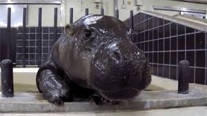 Peace Love Beauty Wisdom Balance Imagination Truth Consciousness Nothing I Have Ever Posted Has Made The Front Baby Hippo Cute Hippo Funny Animal Videos