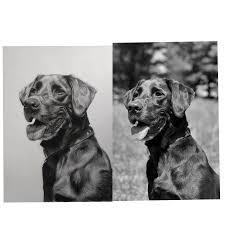For this, you can use both more standard colors and unusual ones, as if you were drawing hulk or an orc. Dog Pencil Drawing By Me Vs Reference Image Aww