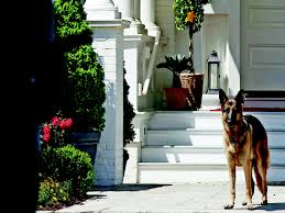 President biden's two german shepherds will return to the white house after a reported biting it had been previously planned already for the dogs to be cared for by family friends in delaware during dr. First Dogs With Joe Biden Pets Will Be Back In The White House The Economic Times