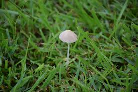 Image result for Conocybe lactea