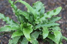 Image result for Asplenium currorii