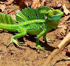 Plumed Basilisk Or Green Basilisk Lizard Basiliscus Plumifrons Cute Reptiles Weird Animals Animals