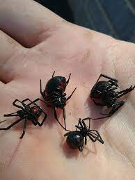 It doesn't help that black widow's death is an ending in a movie that gave otherwise little time to its female characters. House I Was Painting Had A Black Widow Problem Spiders