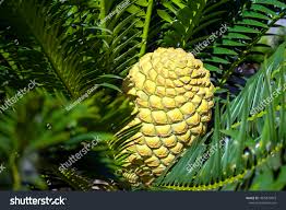 Image result for Encephalartos lebomboensis