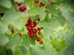 Check spelling or type a new query. Die Ribisel Johannisbeeren Sind Reif Friedrichs Gartenjahr Aussaen Pflanzen Giessen Und Geniessen