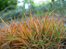 In fact, two of the most common reasons for weeds in a bermuda grass lawn are. How To Get Rid Of Lawn Rust