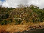 Image result for Sterculia quinqueloba