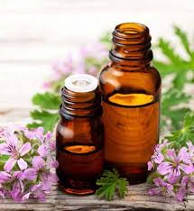 Image result for Inhambanella henriquesii