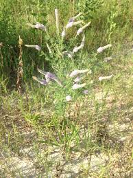 Image result for Landolphia villosa