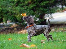 German Shorthaired Pointer Gsp Puppies Pointer Puppies German Shorthaired Pointer Dog