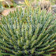 Hardy agave up for sales are seeds of agave toumeyana bella. Agave Toumeyana Var Bella Buy Seeds At Rarepalmseeds Com