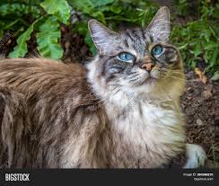 Seal point mitted spayed female kitten with intense deep blue eyes will melt your heart. Pedigree Ragdoll Seal Image Photo Free Trial Bigstock
