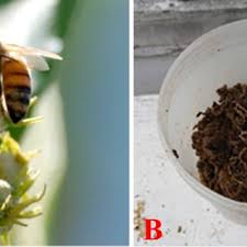 Image result for Macaranga mellifera
