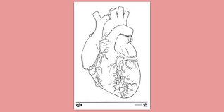 When autocomplete results are available use up and down arrows to review and enter to select. Free Anatomy Heart Colouring Colouring Sheets
