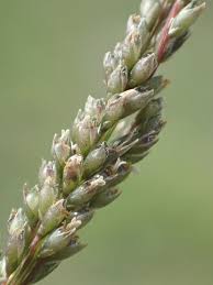 Image result for Sporobolus sanguineus