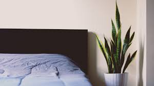 Wie viel feuchtigkeit entsteht in einem schlafzimmer? Pflanzen Im Schlafzimmer So Hast Du Einen Gesunden Schlaf Utopia De