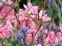 Prachtkerze Fur Mehr Leichtigkeit Im Garten Pracht Kerzen Und Garten