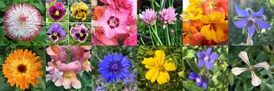 Luxury flowers delivered by moyses stevens, luxury florists since 1876. Edible Flowers Available In June Blog The Flower Deli