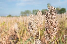 Image result for Sorghum bicolor