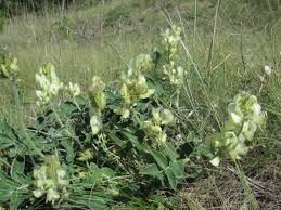 Image result for Eriosema flexuosum