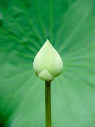 Lotus Flower With Lotus Leaf Background Lotus Flower Lotus Flowers