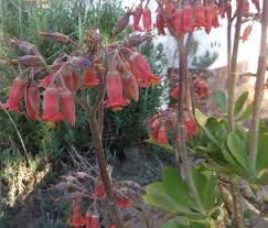 Many brands come in the form of the whole fruit that can be. Red Flowers