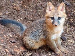 Fox tv frekans bilgisi yayın akışı. Fox Kit Rearing Season Means More Fox Sightings During The Day Sandhills Sentinel