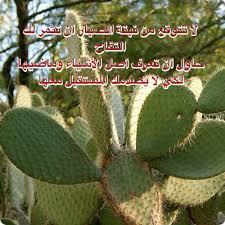 لا تتوقع من نبتة الصبار أن تثمر لك التفاح حاول أن تعرف أصل الأشياء وماضيها لكي