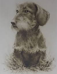 Image result for jezevčík drsnosrstý