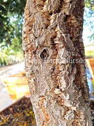 Image result for Quercus suber