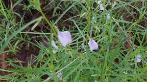 Image result for Afrohybanthus enneaspermus