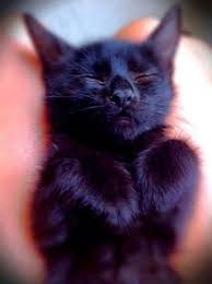 13 Great Reasons Why Black Cats Are Awesome Cats Cute Animals Cute Cats