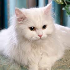 Check price and buy online. Online Persian Cat Or Kittens For Sale In Delhi India Mummycat