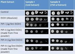 Eczema is another skin infection caused by a. Spot Assay I Growth Inhibition Of Candida Albicans Using Piper Longum Download Scientific Diagram