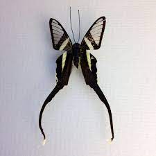 These are real, actual butterflies. Green Dragontail Lamproptera Meges Insect Wings Butterfly Insects