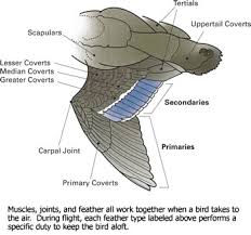When the wing are folded, all of the bones try to come closer to each other. Wings In Action
