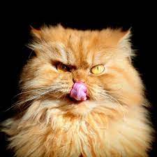Persian Cat Cats Cats And Kittens