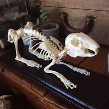 Articulated Rabbit Skeleton Rabbit Skeleton Rabbit Anatomy Animal Skeletons