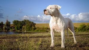Guclu Ve Saglam Karakterli Dogo Argentino Ajanimo