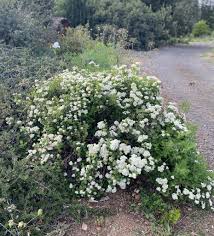 Image result for Searsia lucida