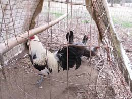 Profile for Glendel Farm-Game Fowl